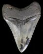 Colorful, Serrated Megalodon Tooth #18349-2